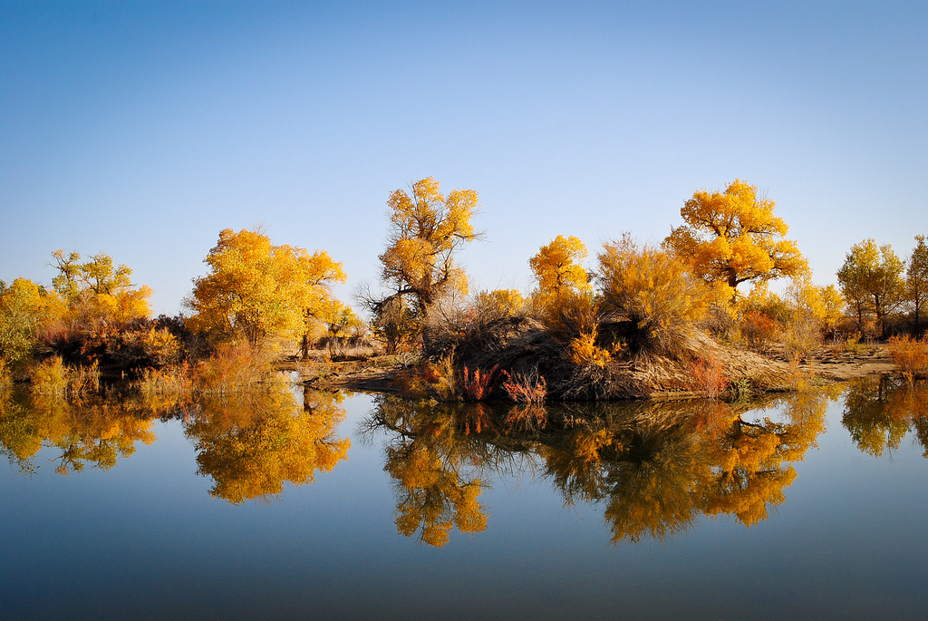 معرفی و راهنمای پرورش درختان زینتی - پده